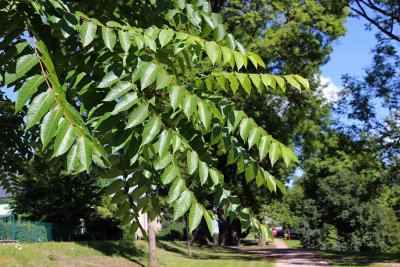 Ailanthus altissima - pajasan žláznatý - listy (81)